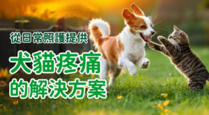 從日常照護提供 犬貓疼痛的解決方案