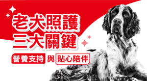 老犬照護三大關鍵 營養支持與貼心陪伴