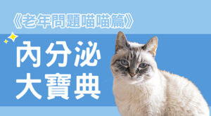 《老年問題喵喵篇》內分泌大寶典