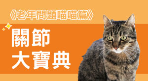 《老年問題喵喵篇》關節大寶典