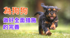 為狗狗做好全面措施的完善