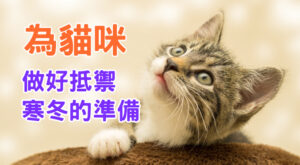 為貓咪做好抵禦寒冬的準備