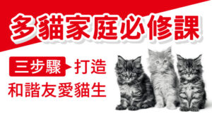 多貓家庭必修課 三步驟打造和諧友愛貓生