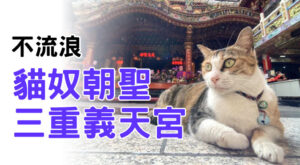 貓奴朝聖三重義天宮