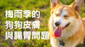 梅雨季的狗狗皮膚與腸胃問題