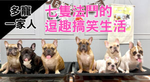 多寵一家人｜七隻法鬥的逗趣搞笑生活