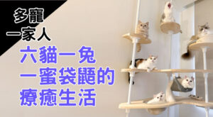 多寵一家人｜六貓一兔一蜜袋鼯的療癒生活