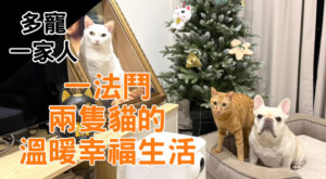 多寵一家人｜一法鬥兩隻貓的溫暖幸福生活