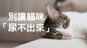 別讓貓咪「尿不出來」