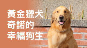 黃金獵犬奇諾的幸福狗生