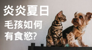 炎炎夏日 毛孩如何有食慾?