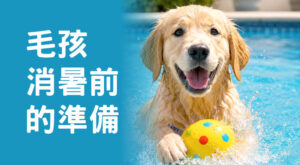 帶毛孩消暑前的準備